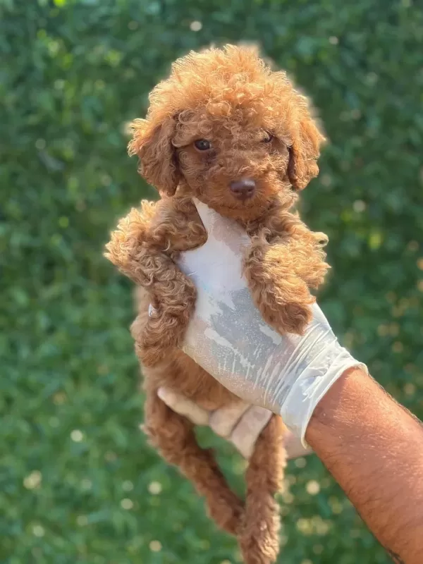 Toy Poodle Minik Şekerler