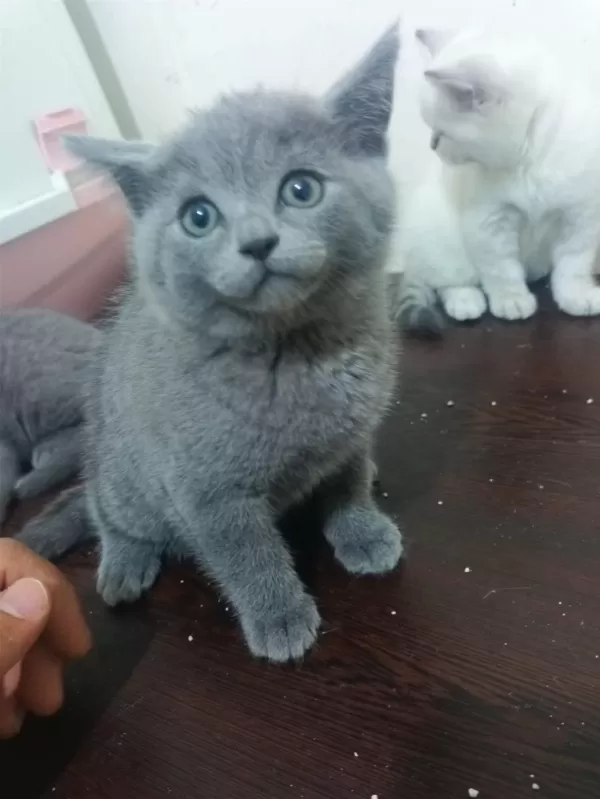 Gerçek Bir Dost Kediyse Tamda Doğru Yerdesiniz