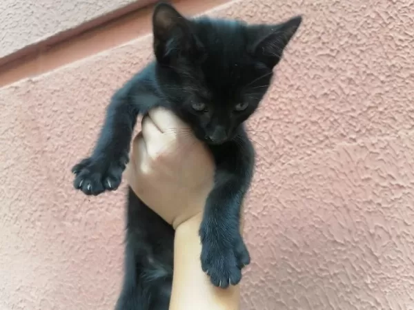 Tatlı Mı Tatlı Yavru Kediler
