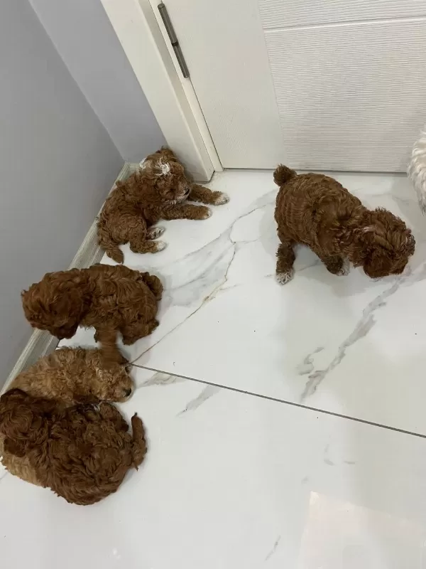 5 Adet Dişi Erkek Poodle