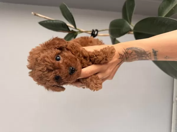 Gerçek Red Brown Biblo Ev Doğum Poodle