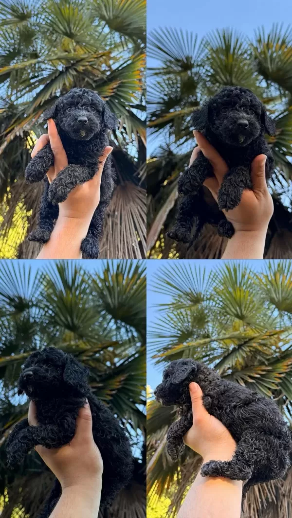 Teacup Sağlıklı İrk Garantili Poodle