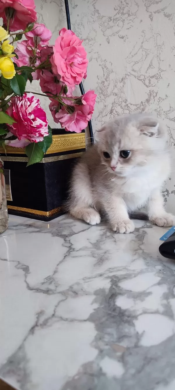 Harika Scottish Fold Erkek