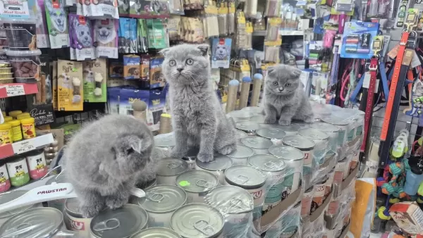 Dünya Tatlısı Çok Çok Özel Scottish Fold Bebekler