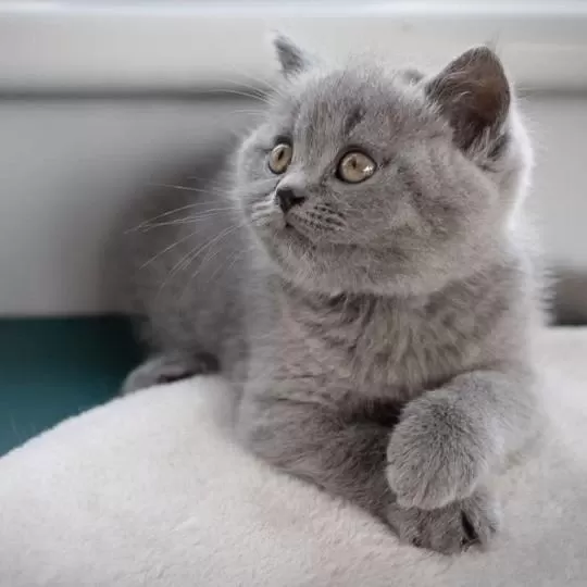 British Shorthair Yavrulari