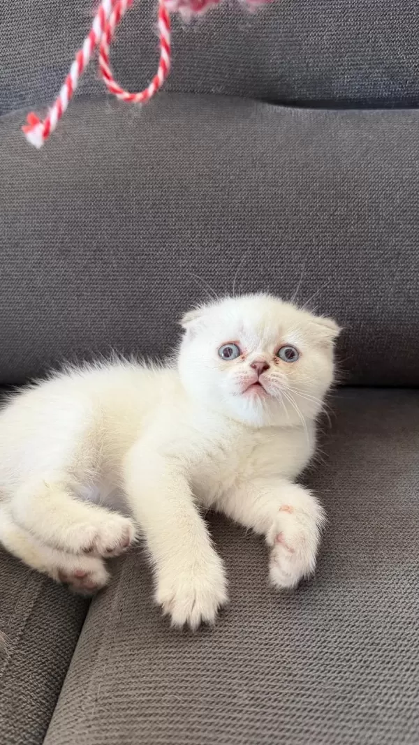 Teslime Hazir Mükemmel Bir Scottish Fold