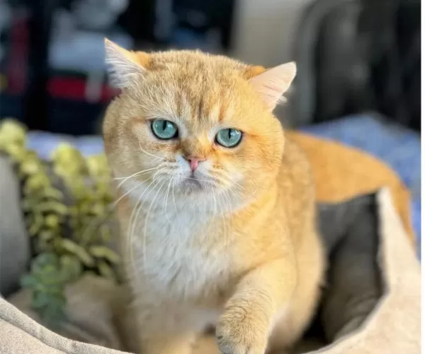 Golden British Shorthair Yavrular