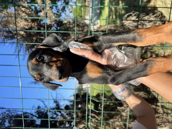 Üst Kalite İrk Garantili Doberman Yavruları