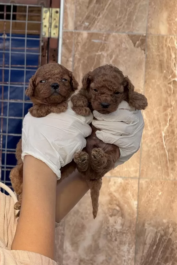 Toypoodle Sevimli Yavrular
