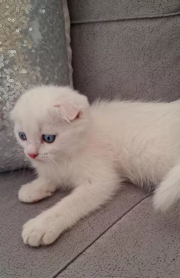 British Shorthair Scottish Bebişlerim
