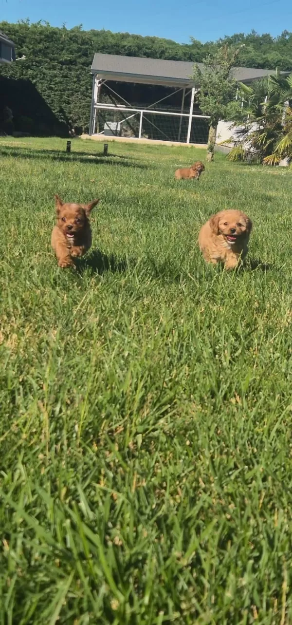 Akıllı Ve Tüy Dökmeyen Karakteriyle Maltipoo Yavrusu