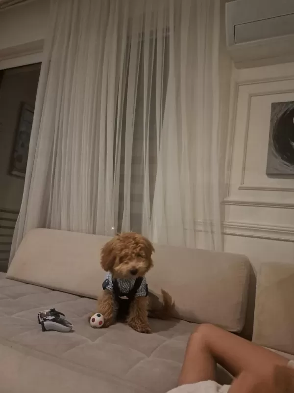 Poodle Köpeğimiz Tarçina Yuva Ariyoruz