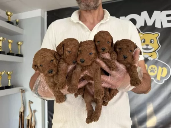 Renk Renk Orjinal Toy Poodle Yavrularımız Güncel Ankara