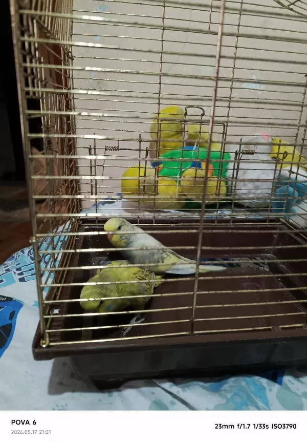 İki Adet İri Yavru Erkek Muhabbet Kuşu