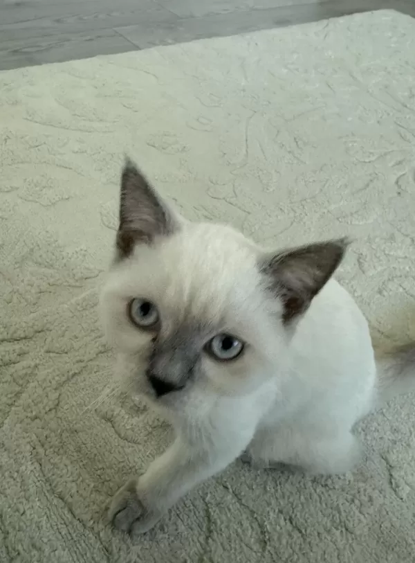 2 Beyaz British Shorthair Blue Point Yavru