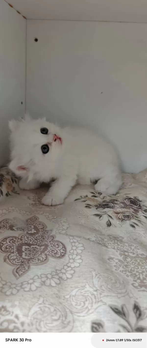 Minnoş Bebek Kediler