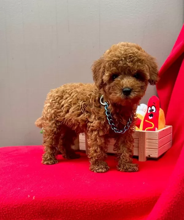 Safkan Toy Poodle Yavrularımız