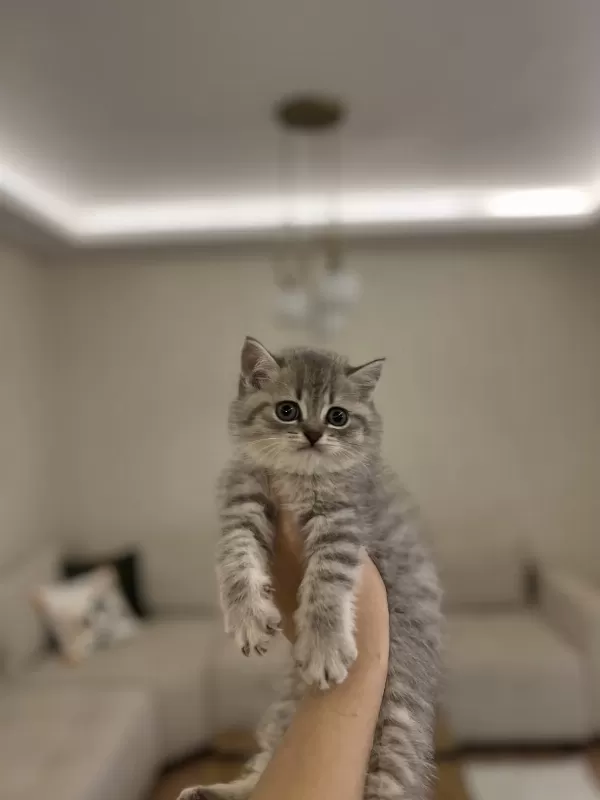 Güzeller Güzeli British Shorthair Yavrular