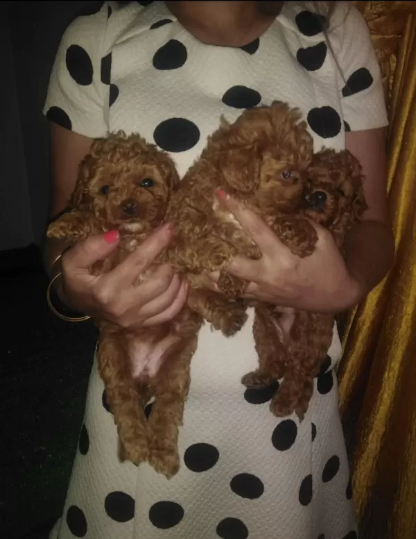 Küçük Boy Toy Poodle Değerlendirmeden Geçmeyin