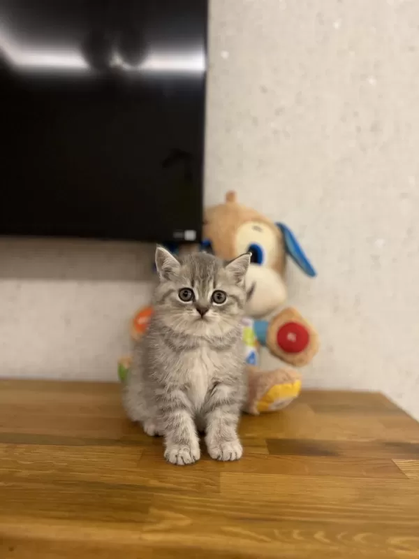 British Shorthair Yavrular