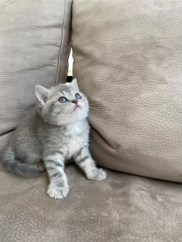 British Shorthair Kardeşler