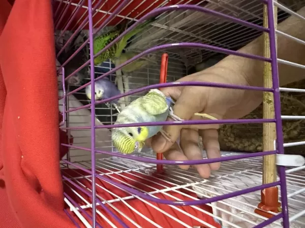 Ele Alişik Bebek Yeni Yeme Düşmüş Muhabbetler
