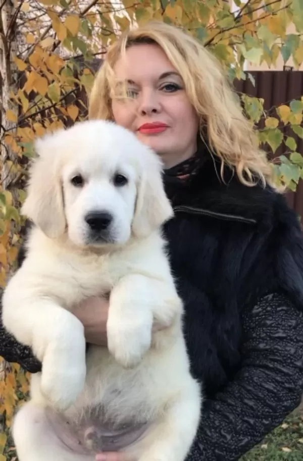 Golden Retriever Adrese Teslim Kapıda Ödeme Yapabilirsiniz