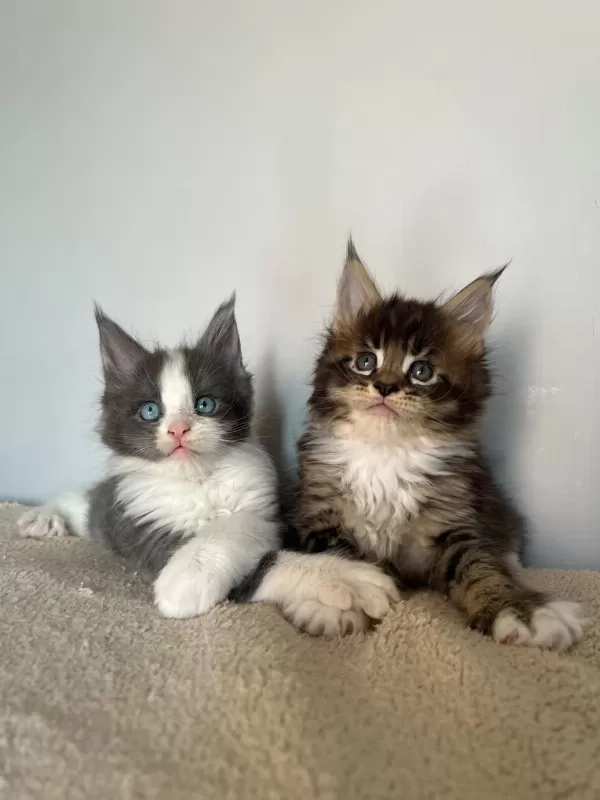 Sağlik Ve İrk Garantili Minik Maine Coon Devler