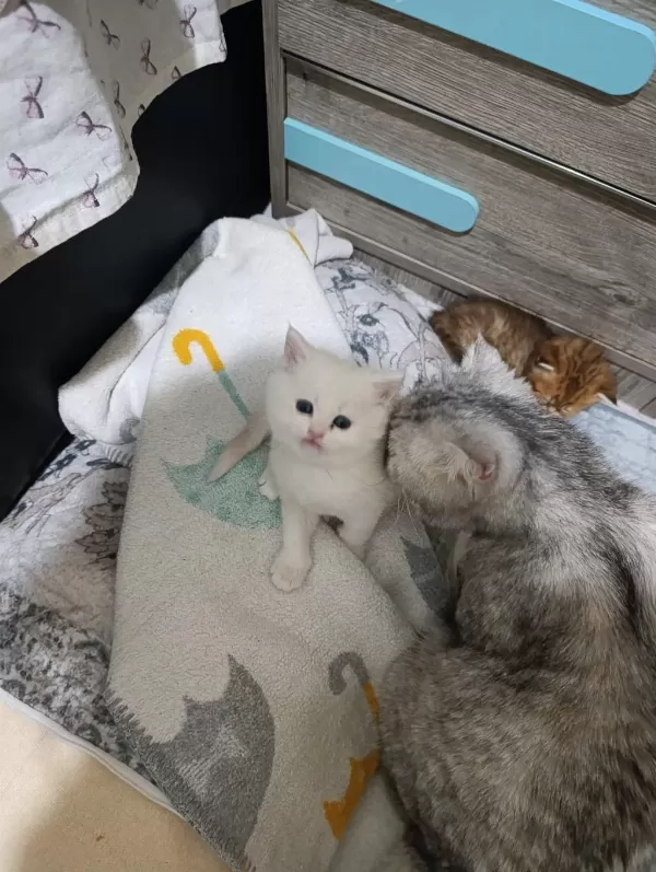 Scottish Fold Ve Scottish Straight Kedisi