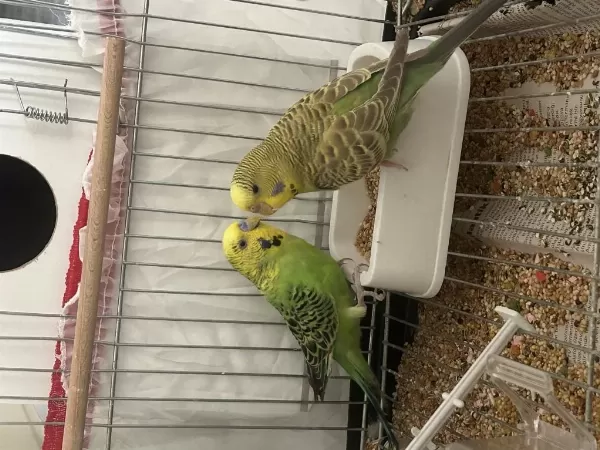 Sağlıklı Ve Birbirine Alışkın Muhabbet Kuşu Çifti