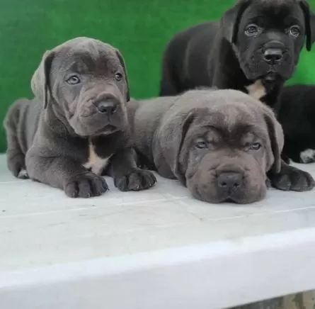 Elit Patiler Farkıyla Cane Corso Yavrular