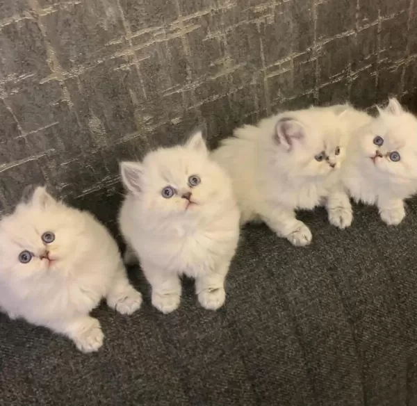 British Longhair Yavrularim