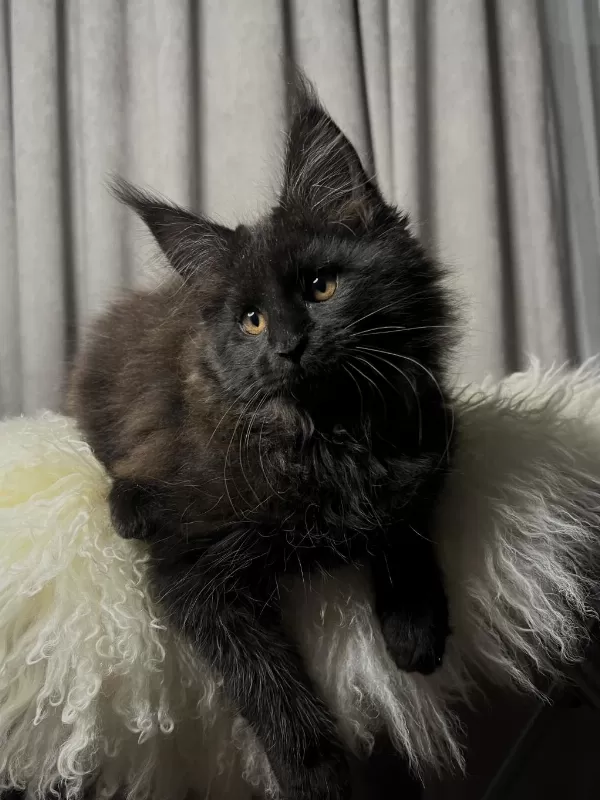 Özel Kalite Maine Coon Dişi