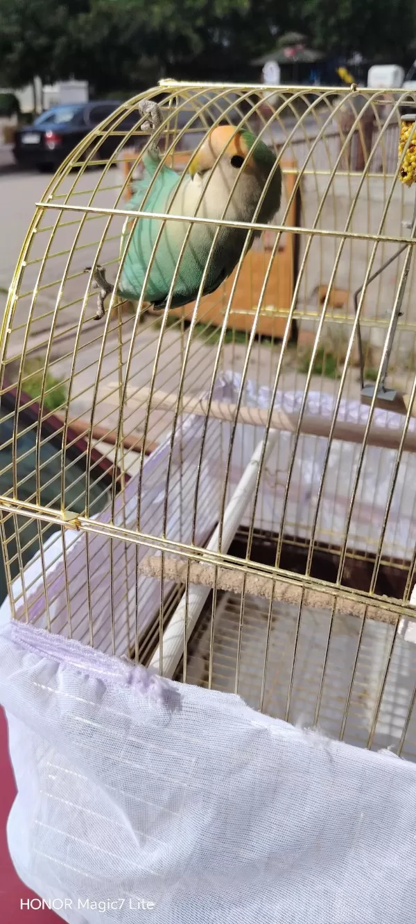 Harika Dişi Sevda Papağanı