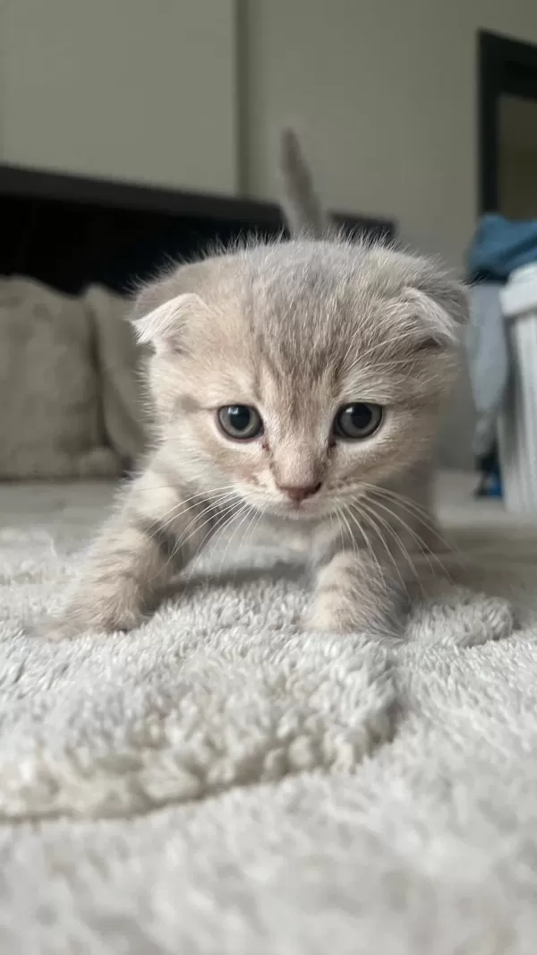 Sağlıklı Yavru Scottish Fold