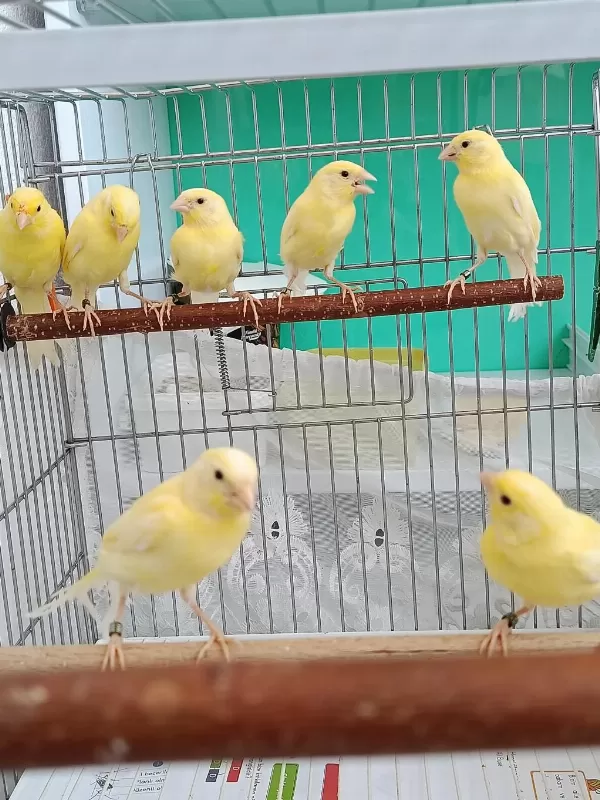 Manılua Kanaryalarımız