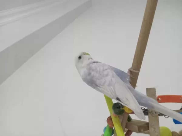 Bu Renkte Başka Yok 1 Yaş Dişi Muhabbet Kuşu