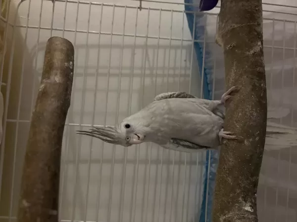 Cinnemon Pearl Dişi Sultan Papağanı