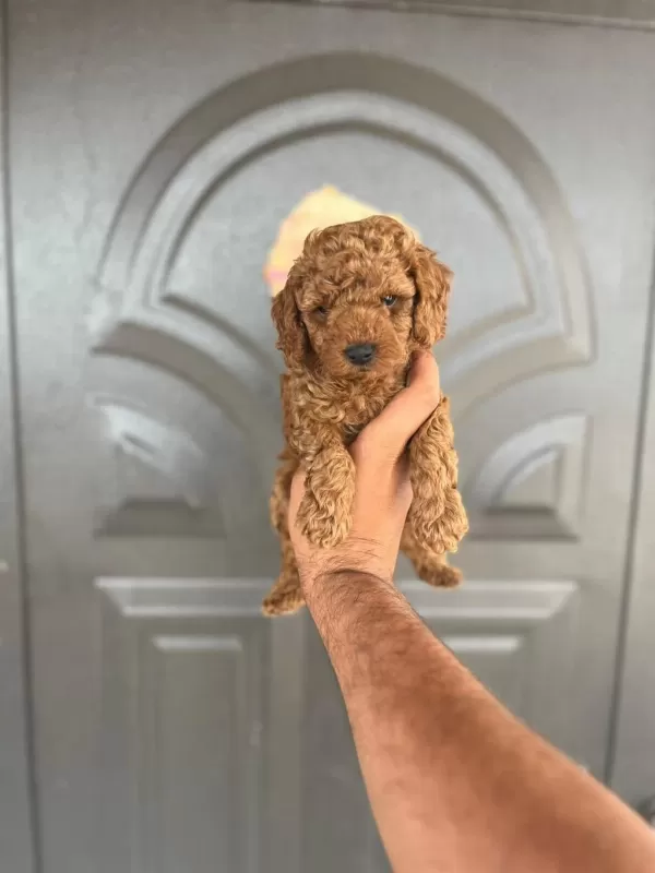 Harika Toy Poodle Yavrular