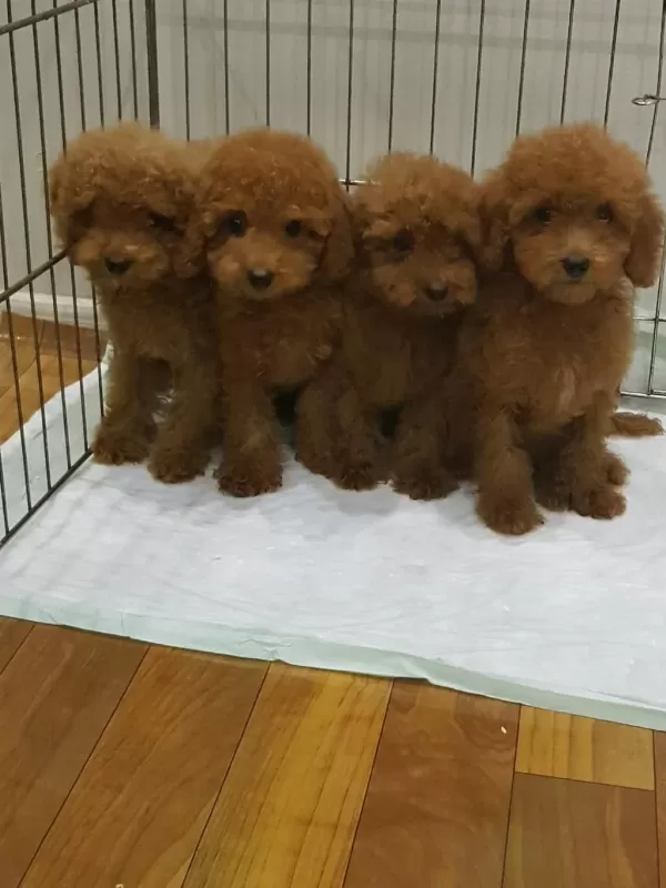 Red Brown A Kalite Orjinal Toy Poodle Yavrular