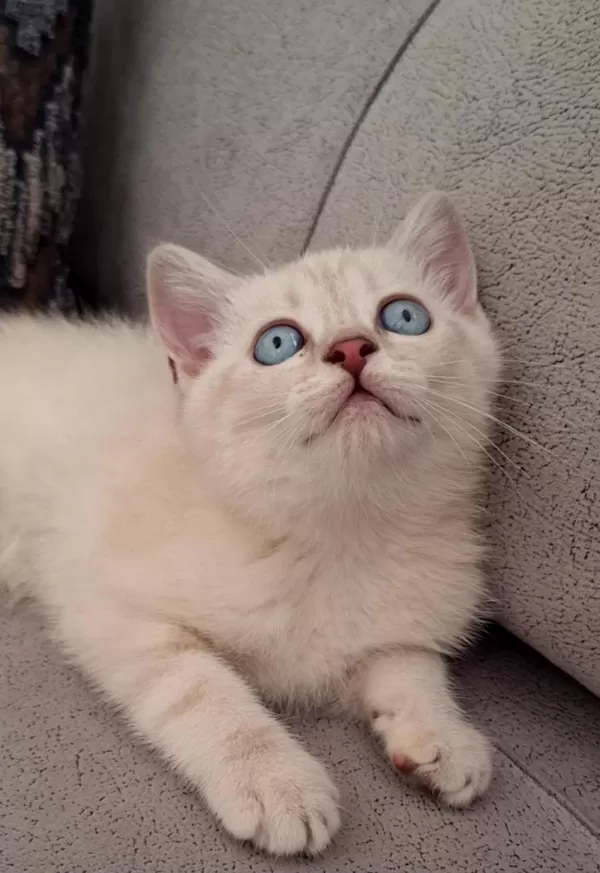 British Shorthair Scottish Bebişlerim