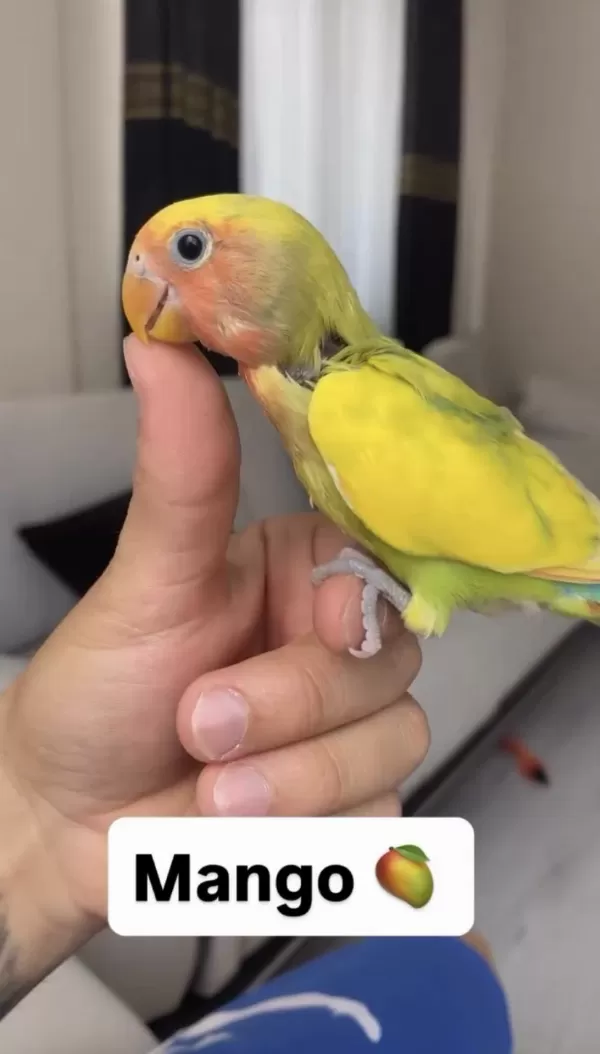 Rengarenk Sevda Papağanı El Besleme