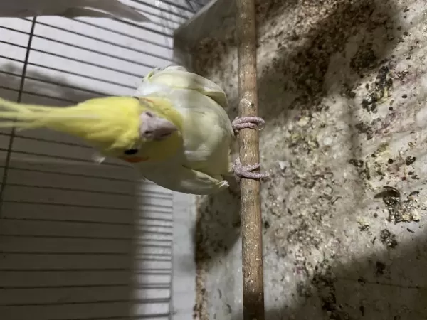 Damızlık Sultan Papağanı Lutino