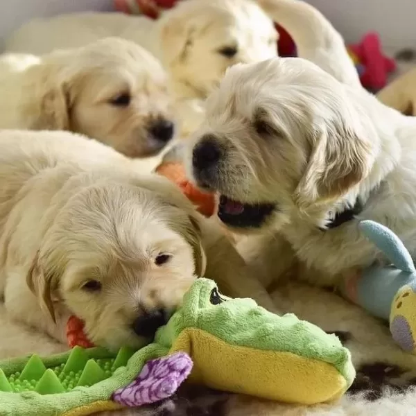 Golden Retriever Yavrulari