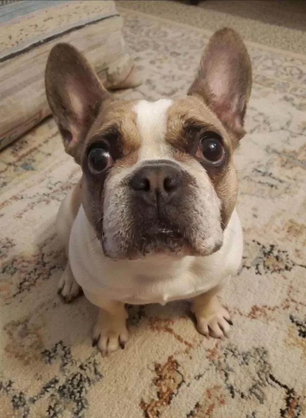 Fransız Bulldog Kızım