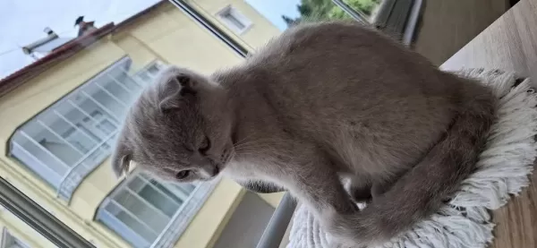 2 Aylık Yavru Scottish Fold