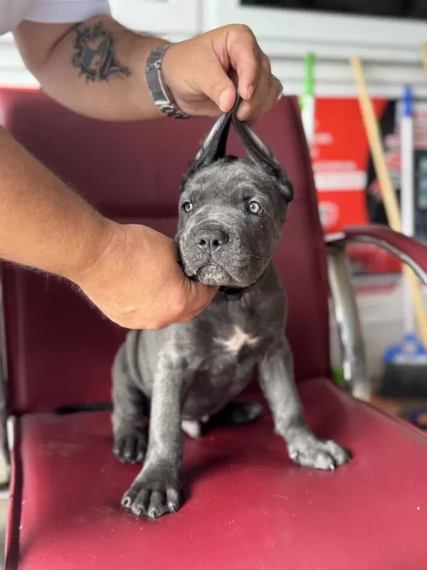 Dev Bebekler A Kalite Cane Corso