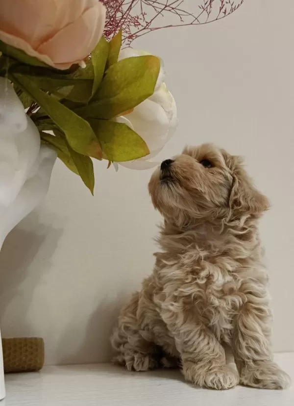 Kore Maltipoo Yavrular