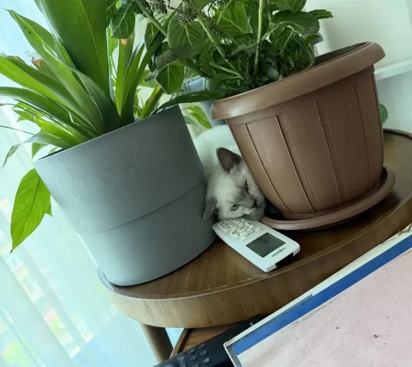 2 Beyaz British Shorthair Blue Point Yavru