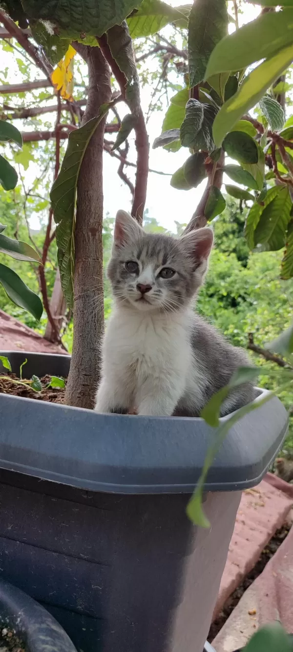 Sağlıklı Gri Yavru Kediler